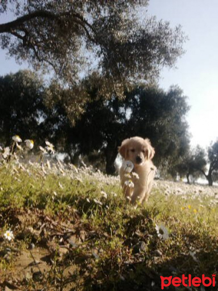 Golden Retriever, Köpek  Pati fotoğrafı