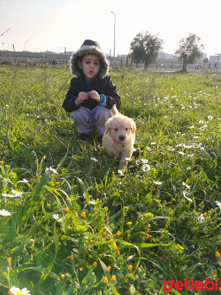 Golden Retriever, Köpek  Pati fotoğrafı