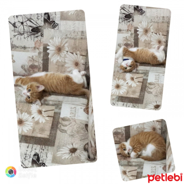 Sarman, Kedi  Tarçın fotoğrafı