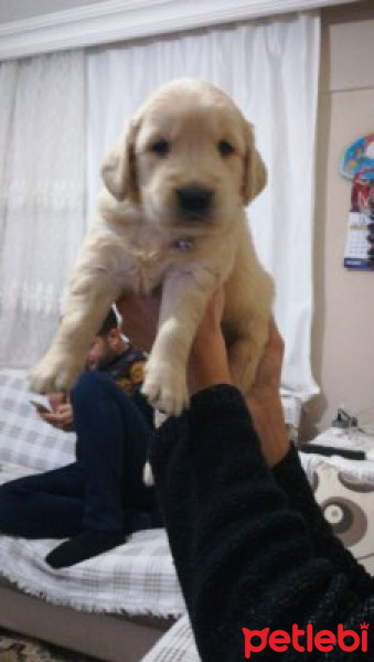 Golden Retriever, Köpek  pati fotoğrafı