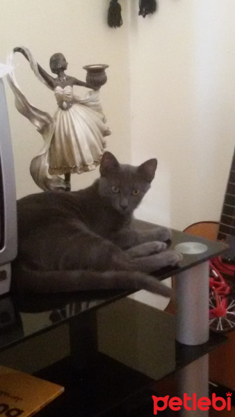 Mavi Rus, Kedi  Tıbı fotoğrafı