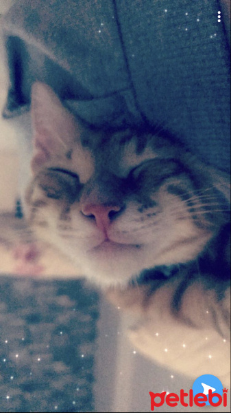 Sarman, Kedi  Poyraz fotoğrafı