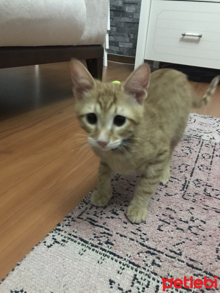 Sarman, Kedi  Poyraz fotoğrafı
