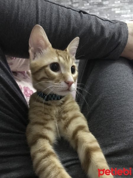 Sarman, Kedi  Poyraz fotoğrafı