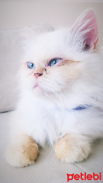 İran Kedisi (Persian), Kedi  Boncuk fotoğrafı