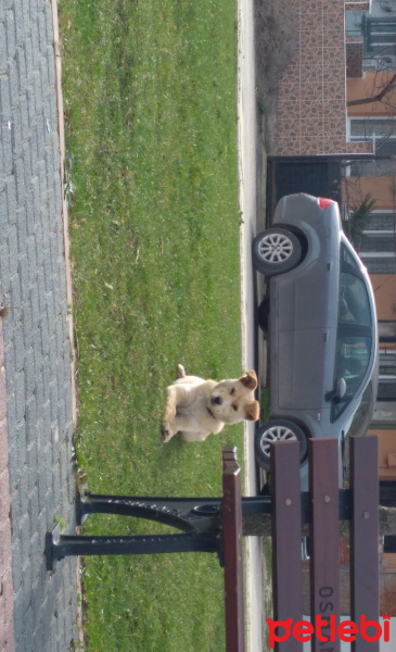 Sokö (Sokak Köpeği), Köpek  Buddy fotoğrafı
