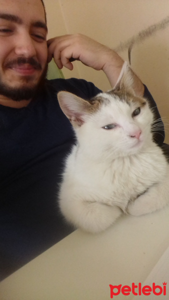 Tekir Kedi, Kedi  Tırtıl fotoğrafı