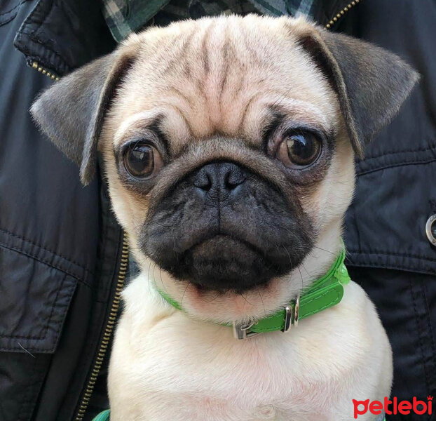 Pug, Köpek  Sezar fotoğrafı