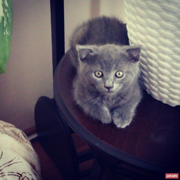 Scottish Fold, Kedi  oscar fotoğrafı