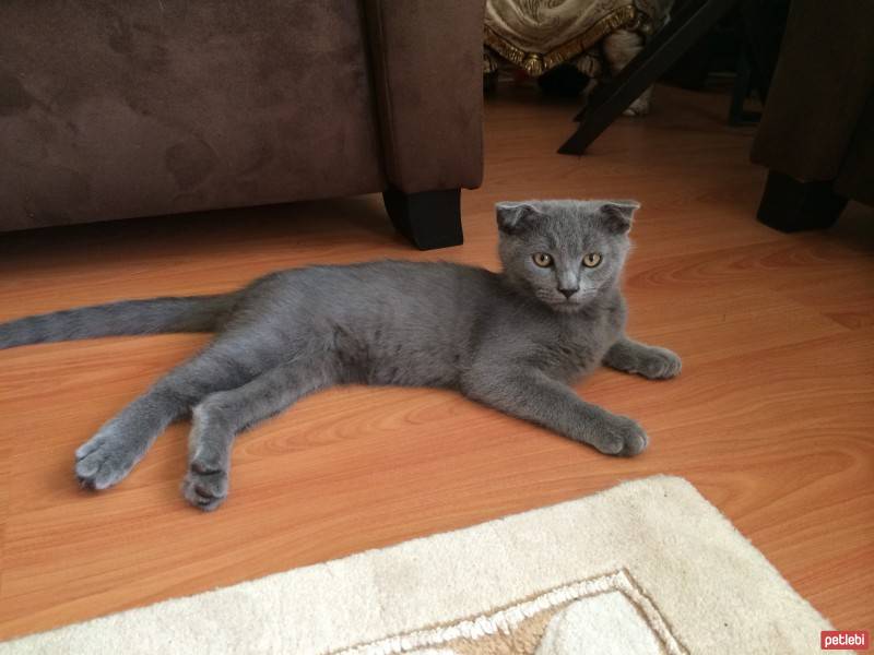 Scottish Fold, Kedi  oscar fotoğrafı