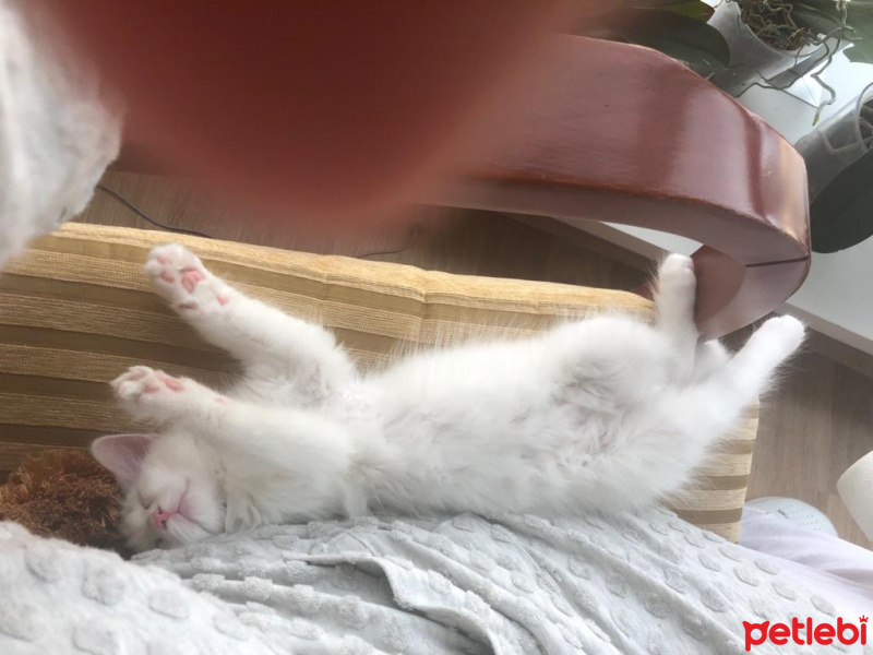 Abyssinian, Kedi  Minik fotoğrafı