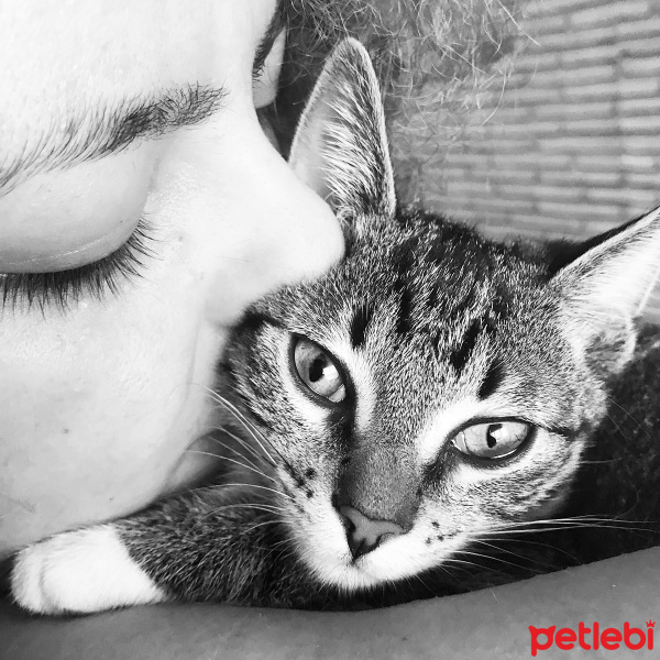 Tekir Kedi, Kedi  Labne fotoğrafı
