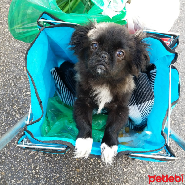 Pekingese, Köpek  Şurup fotoğrafı