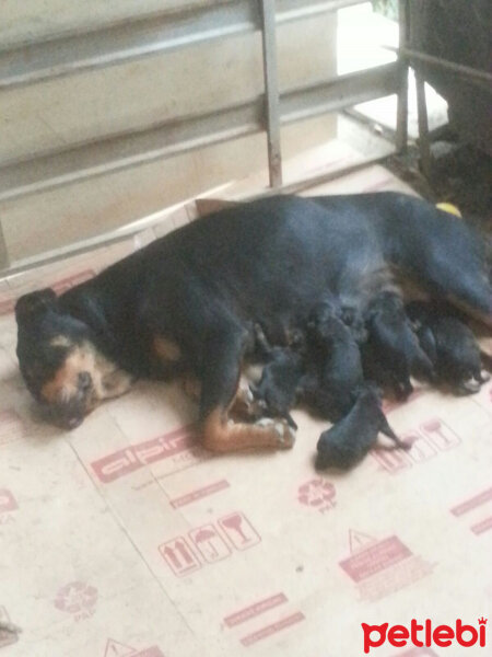 Rottweiler, Köpek  Paşa fotoğrafı