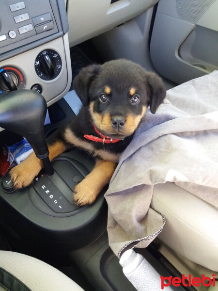 Rottweiler, Köpek  Paşa fotoğrafı