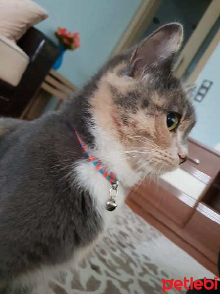 Tekir Kedi, Kedi  Duman fotoğrafı