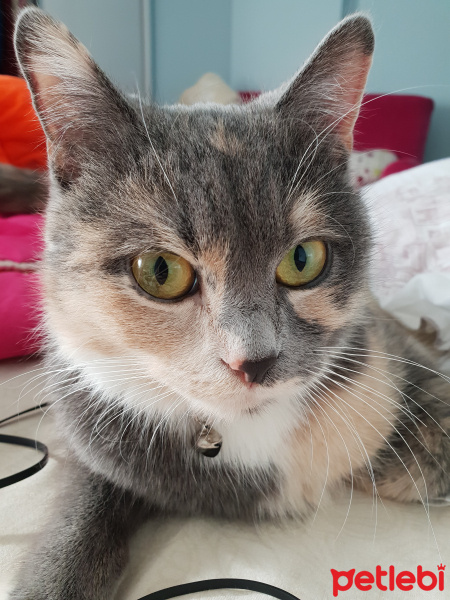 Tekir Kedi, Kedi  Duman fotoğrafı