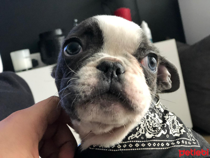 Fransız Bulldog, Köpek  Pablo fotoğrafı