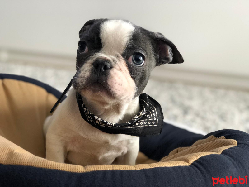 Fransız Bulldog, Köpek  Pablo fotoğrafı