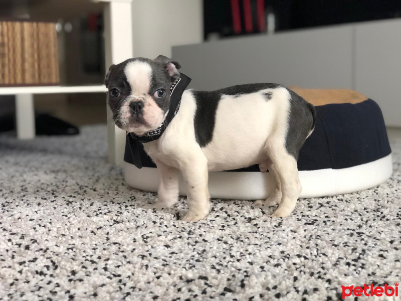Fransız Bulldog, Köpek  Pablo fotoğrafı