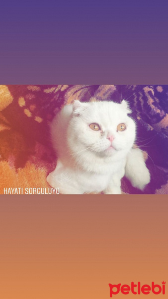 Scottish Fold, Kedi  ❤️ fotoğrafı