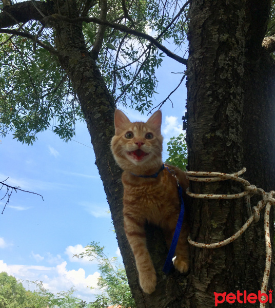 Sarman, Kedi  Halley Kuki fotoğrafı