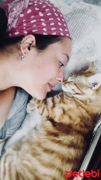 Sarman, Kedi  Halley Kuki fotoğrafı