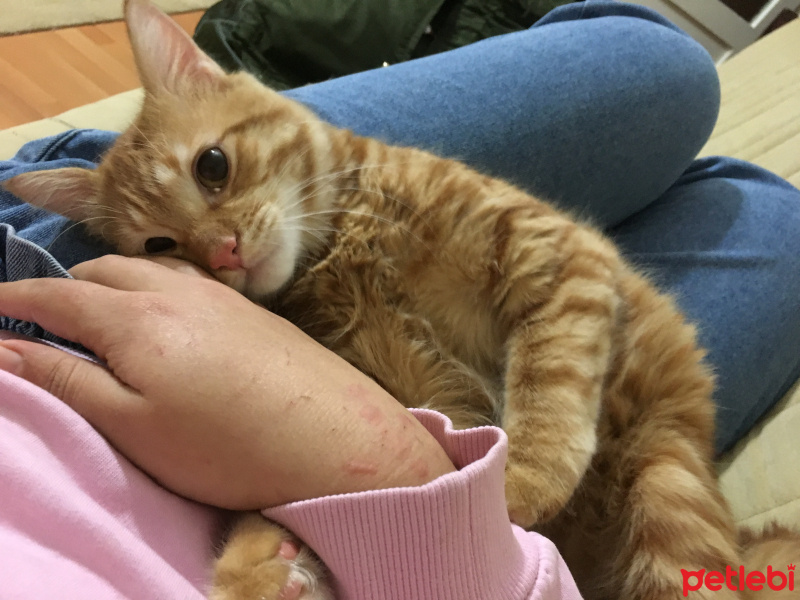 Sarman, Kedi  Halley Kuki fotoğrafı