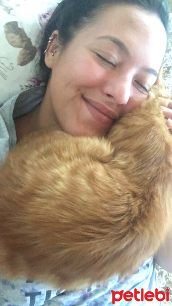 Sarman, Kedi  Halley Kuki fotoğrafı