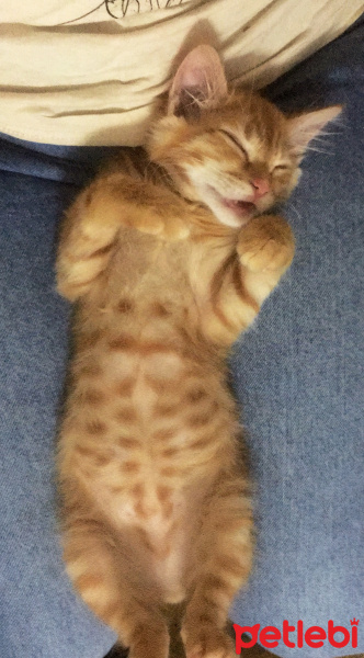 Sarman, Kedi  Halley Kuki fotoğrafı