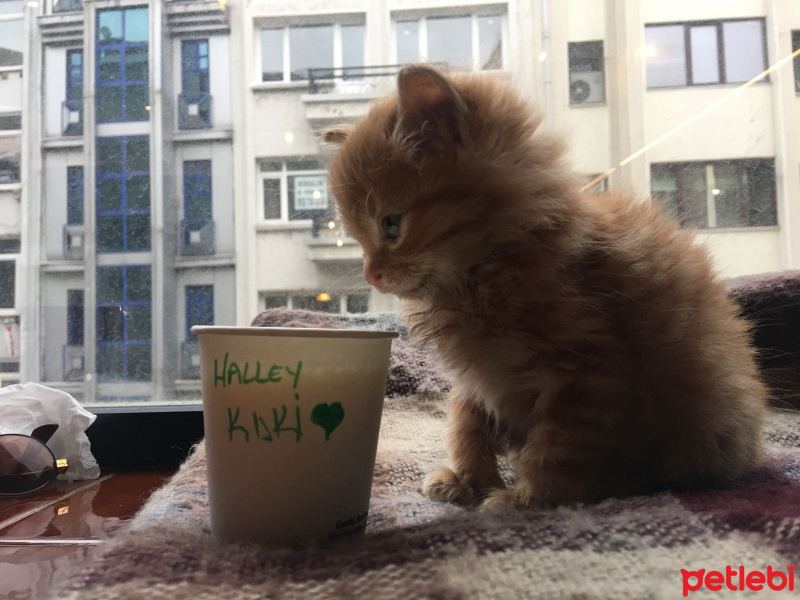 Sarman, Kedi  Halley Kuki fotoğrafı