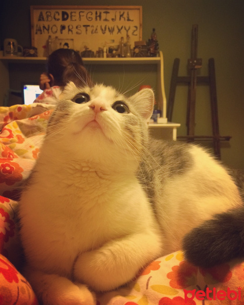 Tekir Kedi, Kedi  Bihter fotoğrafı