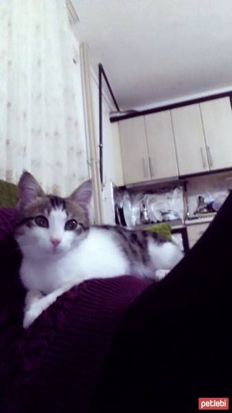 Bengal, Kedi  Mülayim fotoğrafı