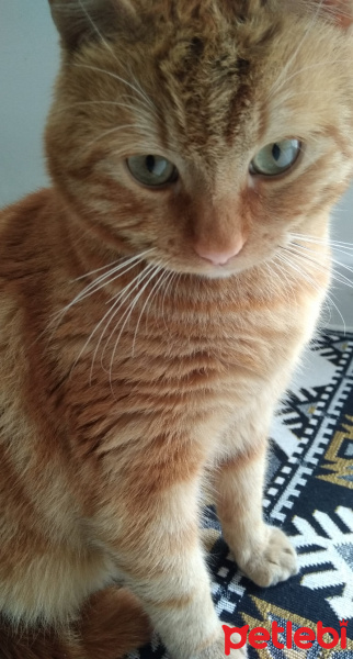 Sarman, Kedi  Çirkin fotoğrafı