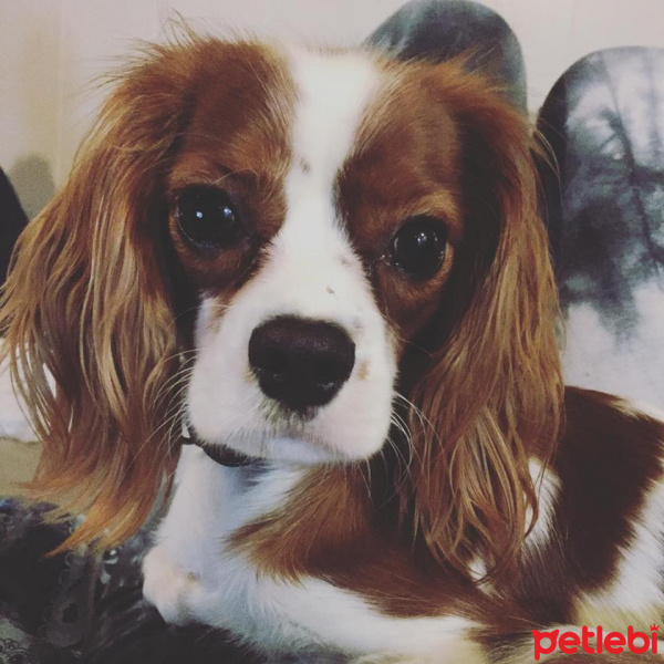 Cavalier King Charles Spanieli, Köpek  Coconut fotoğrafı