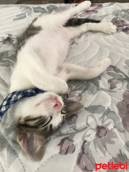 Tekir Kedi, Kedi  Boncuk fotoğrafı