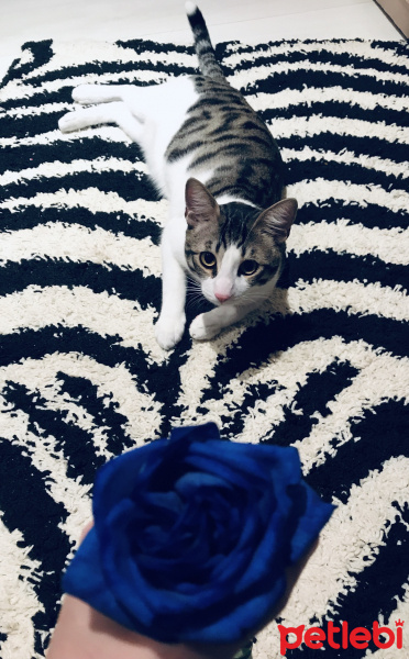 Tekir Kedi, Kedi  Boncuk fotoğrafı