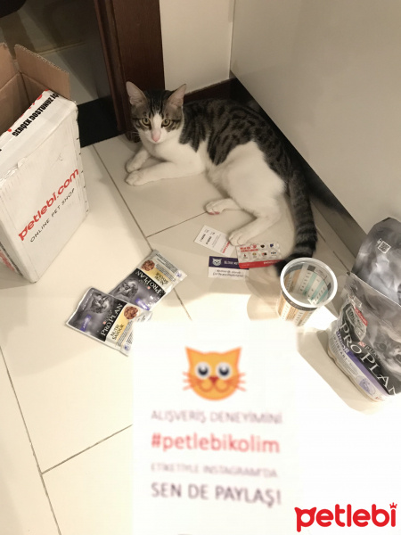 Tekir Kedi, Kedi  Boncuk fotoğrafı