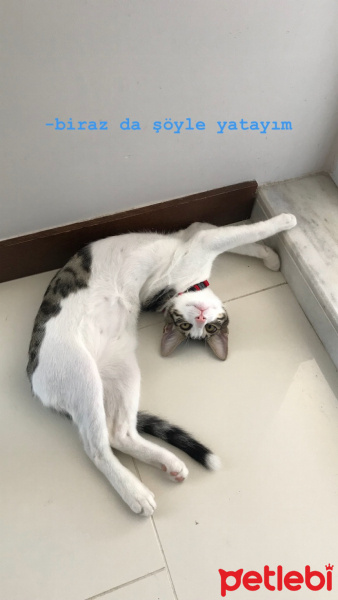 Tekir Kedi, Kedi  Boncuk fotoğrafı