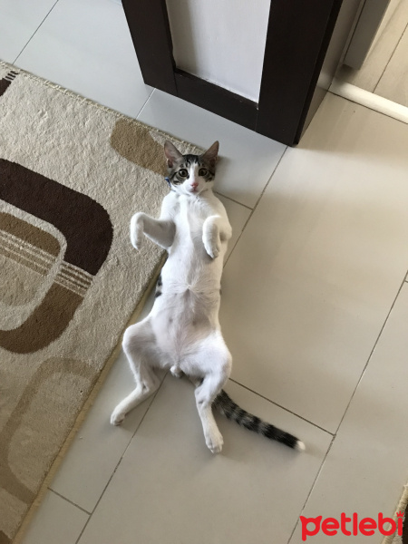Tekir Kedi, Kedi  Boncuk fotoğrafı