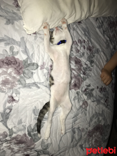 Tekir Kedi, Kedi  Boncuk fotoğrafı