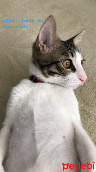 Tekir Kedi, Kedi  Boncuk fotoğrafı