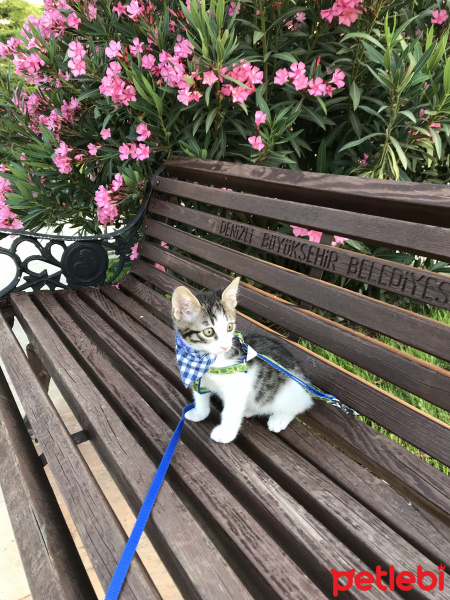 Tekir Kedi, Kedi  Boncuk fotoğrafı