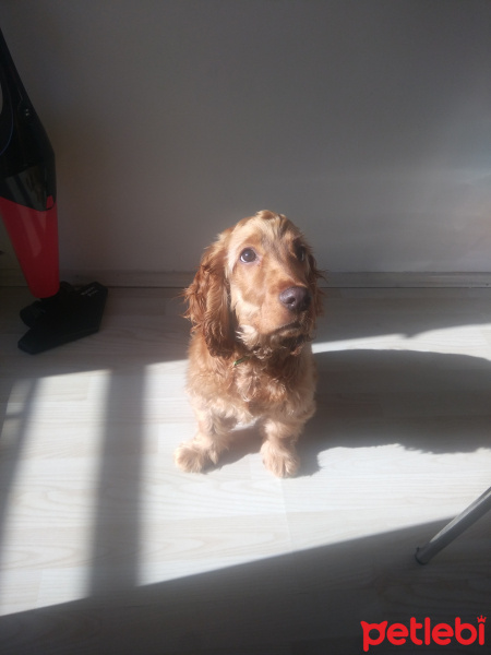 Amerikan Cocker Spaniel, Köpek  kuki fotoğrafı