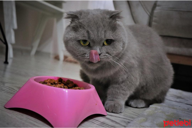 Scottish Fold, Kedi  Mia fotoğrafı