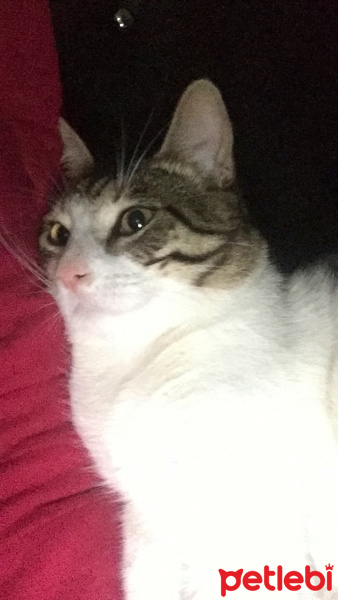 Tekir Kedi, Kedi  Paşa fotoğrafı