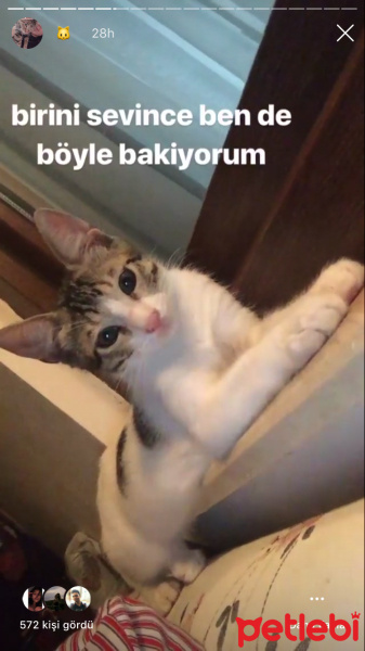 Tekir Kedi, Kedi  Paşa fotoğrafı