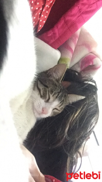 Tekir Kedi, Kedi  Paşa fotoğrafı