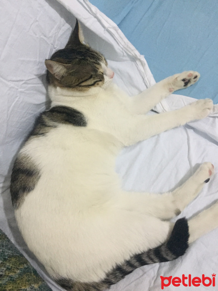 Tekir Kedi, Kedi  Paşa fotoğrafı