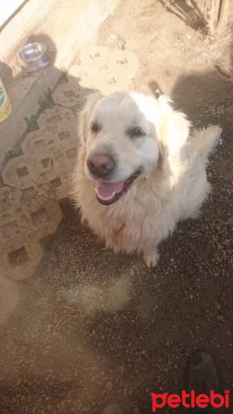 Labrador Retriever, Köpek  Poyraz fotoğrafı